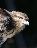 BIRD - HAWK - REDTAIL HAWK - TWIN RIVER ROAD OLYMPIC PENINSULA 18.JPG