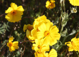 ASTERACEAE - COREOPSIS BIGELOVII - TICKSEED - CARRIZO PLAIN NATIONAL MONUMENT CALIFORNIA (2).JPG