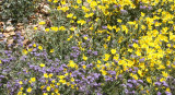 ASTERACEAE - ERICAMERIA SPECIES - INTERIOR GOLDENBUSH - AND FERM LEAF PHACELIA - CARRIZO PLAIN NATIONAL MONUMENT (2).JPG