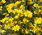 ASTERACEAE - ERICAMERIA SPECIES - INTERIOR GOLDENBUSH - CARRIZO PLAIN NATIONAL MONUMENT (5).JPG