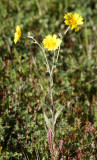 ASTERACEAE - HEMIZONIA PALLIDA - KERN TARPLANT - CARRIZO PLAIN NATIONAL MONUMENT CALIFORNIA (2).JPG