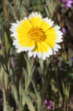 ASTERACEAE - LAYIA PLATYGLOSSA - TIDY TIPS - CARRIZO PLAIN NM CALIFORNIA (9).JPG