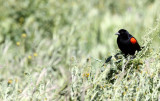 BIRD - BLACKBIRD - REDWINGED BLACKBIRD - CARRIZO PLAIN NATIONAL MONUMENT (2).JPG