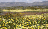 CARRIZO PLAIN NATIONAL MONUMENT - VIEWS OF THE FLOWER FIELDS - ROADTRIP SPRING 2010 (16).JPG