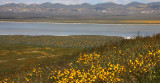 CARRIZO PLAIN NATIONAL MONUMENT - VIEWS OF THE REGION - ROADTRIP 2010 (80).JPG