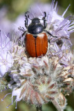 INVERT - ARTHROPODA - COLEOPTERA - PARACOTALPA SPECIES - CARRIZO PLAIN NATIONAL MONUMENT CALIFORNIA.JPG