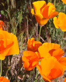 PAPAVERACEAE - ESCHSCHOLZIA CALIFORNICA - CARRIZO PLAIN CALIFORNIA (2).JPG