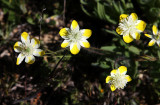 PAPAVERACEAE - PLATYSTEMON CALIFORNICA - CREAM CUPS - PLANT SPECIES - CARRIZO PLAIN NM CALIFORNIA (4).jpg