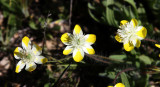 PAPAVERACEAE - PLATYSTEMON CALIFORNICA - CREAM CUPS - PLANT SPECIES - CARRIZO PLAIN NM CALIFORNIA (5).JPG