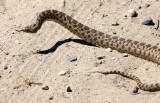 REPTILE - SNAKE - SPECIES UNKNOWN - CARRIZO PLAIN NATIONAL MONUMENT CALIFORNIA (4).JPG