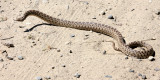 REPTILE - SNAKE - SPECIES UNKNOWN - CARRIZO PLAIN NATIONAL MONUMENT CALIFORNIA (5).JPG