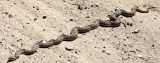 REPTILE - SNAKE - SPECIES UNKNOWN - CARRIZO PLAIN NATIONAL MONUMENT CALIFORNIA.JPG