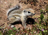 RODENT - SQUIRREL - SAN JOAQUIN ANTELOPE SQUIRREL - NELSON'S ANTELOPE SQUIRREL - CARRIZO PLAIN NATIONAL MONUMENT (3).JPG