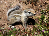 RODENT - SQUIRREL - SAN JOAQUIN ANTELOPE SQUIRREL - NELSONS ANTELOPE SQUIRREL - CARRIZO PLAIN NATIONAL MONUMENT (3).JPG