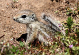 RODENT - SQUIRREL - SAN JOAQUIN ANTELOPE SQUIRREL - NELSONS ANTELOPE SQUIRREL - CARRIZO PLAIN NATIONAL MONUMENT (3).JPG