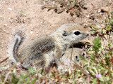 RODENT - SQUIRREL - SAN JOAQUIN ANTELOPE SQUIRREL - NELSONS ANTELOPE SQUIRREL - CARRIZO PLAIN NATIONAL MONUMENT (3).JPG