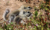 RODENT - SQUIRREL - SAN JOAQUIN ANTELOPE SQUIRREL - NELSON'S ANTELOPE SQUIRREL - CARRIZO PLAIN NATIONAL MONUMENT (3).JPG