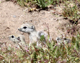 RODENT - SQUIRREL - SAN JOAQUIN ANTELOPE SQUIRREL - NELSON'S ANTELOPE SQUIRREL - CARRIZO PLAIN NATIONAL MONUMENT (8).JPG