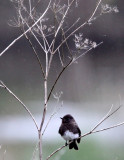 BIRD - PHOEBE - BLACK PHOEBE - HUMBOLDT WETLANDS RESERVE CALIFORNIA (4).JPG