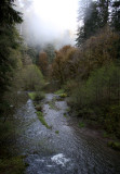 JEDIDIAH SMITH REDWOODS STATE PARK CALIFORNIA (19).JPG