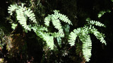 PTERIDOPHYTA - MAIDEN HAIR FERN - FERN CANYON PRAIRIE CREEK STATE PARK CALIFORNIA (4).JPG