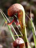 SARRACENIACEAE - DARLINGTONIA CALIFORNICA - DARLINGTONIA WAYSIDE ON REDWOOD HIGHWAY CA (5).JPG