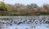 BIRD - AMERICAN COOT - KERN NATIONAL WILDLIFE REFUGE CALIFORNIA.JPG