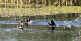 BIRD - DUCK - REDHEAD - KERN NATIONAL WILDLIFE REFUGE CALIFORNIA (9).JPG