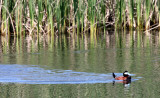 BIRD - DUCK - RUDDY DUCK - KERN NATIONAL WILDLIFE REFUGE CALIFORNIA (7).JPG