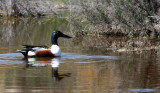 BIRD - DUCK - SHOVELER - NORTHERN SHOVELER - KERN NATIONAL WILDLIFE REFUGE CALIFORNIA (3).JPG