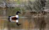 BIRD - DUCK - SHOVELER - NORTHERN SHOVELER - KERN NATIONAL WILDLIFE REFUGE CALIFORNIA (6).JPG