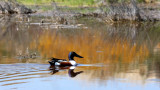 BIRD - DUCK - SHOVELER - NORTHERN SHOVELER - KERN NATIONAL WILDLIFE REFUGE CALIFORNIA.JPG