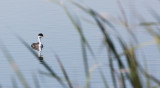 BIRD - GREBE - WESTERN GREBE - KERN NATIONAL WILDLIFE REFUGE CALIFORNIA (2).JPG