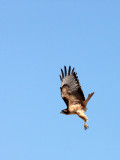 BIRD - HAWK - RED-TAILED HAWK - KERN NATIONAL WILDLIFE REFUGE CALIFORNIA (2).JPG