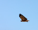 BIRD - HAWK - RED-TAILED HAWK - KERN NATIONAL WILDLIFE REFUGE CALIFORNIA (5).JPG