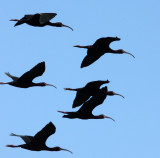 BIRD - IBIS - WHITE-FACED IBIS - KERN NATIONAL WILDLIFE REFUGE CALIFORNIA (13).JPG