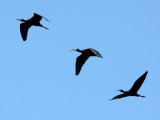 BIRD - IBIS - WHITE-FACED IBIS - KERN NATIONAL WILDLIFE REFUGE CALIFORNIA (19).JPG