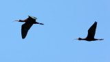 BIRD - IBIS - WHITE-FACED IBIS - KERN NATIONAL WILDLIFE REFUGE CALIFORNIA (20).JPG