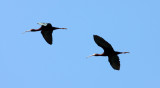 BIRD - IBIS - WHITE-FACED IBIS - KERN NATIONAL WILDLIFE REFUGE CALIFORNIA (25).JPG