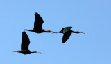 BIRD - IBIS - WHITE-FACED IBIS - KERN NATIONAL WILDLIFE REFUGE CALIFORNIA (6).JPG