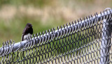 BIRD - PHOEBE - BLACK PHOEBE - KERN COUNTRY TULE ELK RESERVE CALIFORNIA (2).JPG