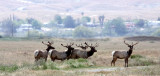 CERVID - ELK - TULE ELK - KERN COUNTRY TULE ELK RESERVE CALIFORNIA (15).JPG