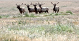 CERVID - ELK - TULE ELK - KERN COUNTRY TULE ELK RESERVE CALIFORNIA (7).JPG