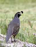 BIRD - QUAIL - CALIFORNIA QUAIL - PINNACLES NATIONAL MONUMENT CALIFORNIA (4).JPG