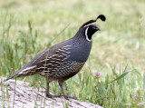 BIRD - QUAIL - CALIFORNIA QUAIL - PINNACLES NATIONAL MONUMENT CALIFORNIA (7).JPG