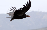 BIRD - VULTURE - CONDOR - CALIFORNIA CONDOR - PINNACLES NATIONAL MONUMENT CALIFORNIA (31).JPG