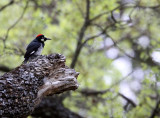 BIRD - WOODPECKER - ACORN WOODPECKER - PINNACLES NATIONAL MONUMENT CALIFORNIA (13).JPG