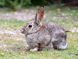 LAGOMORPH - RABBIT - DESERT COTTONTAIL - PINNACLES NATIONAL MONUMENT CALIFORNIA (11).JPG