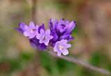 LILIACEAE - DICHELOSTEMMA CAPITATUM CAPTITATUM - BLUE DICKS - PINNACLES NATIONAL MONUMENT CALIFORNIA.JPG