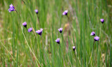 PRIMULACEAE - DODECATHEON CLEVELANDII - SHOOTING STAR - PINNACLES NATIONAL MONUMENT CALIFORNIA (26).JPG